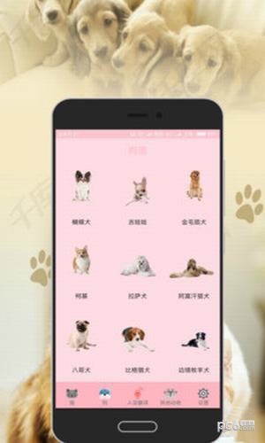 猫狗翻译器