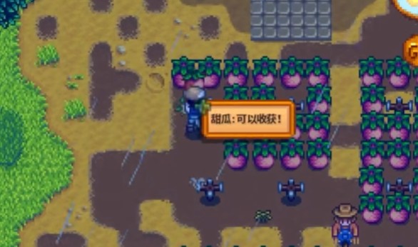 星露谷物语夏季种子有哪些特性
