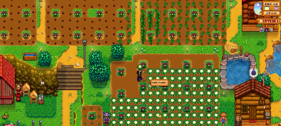 星露谷物语前期种什么收益高